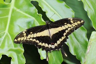 King swallowtail (Papilio thoas), captive, occurring in Central and South America