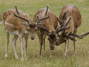 Three deer standing close together in a green meadow, roe deer and stags in a meadow at the edge of