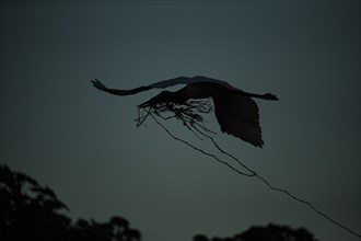 Jabiru (Jabiru mycteria) Pantanal Brazil