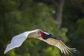 Jabiru (Jabiru mycteria) Pantanal Brazil