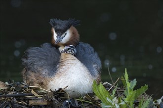 A great crested grebe (Podiceps scalloped ribbonfish) in the nest, a chick on its back, Hesse,