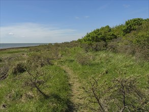 Natural path leads through a green landscape with bushes under a clear blue sky on the coast, dune