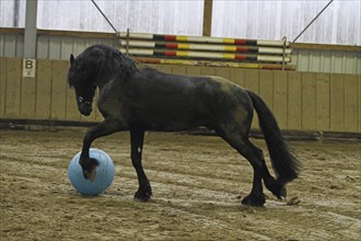 Friesian, Friesian horse, plays with the ball