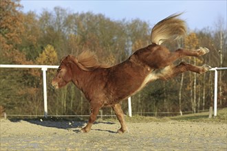 Icelandic horse, Icelandic horse, wedges out