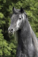 Andalusian, Andalusian horse, Portrait