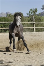 Andalusian, Andalusian horse, Antequera, Andalusia, Spain, Europe