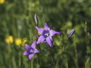 Spreading bellflower (Campanula patula), close-up with focus stacking, near Irdning, Ennstal,