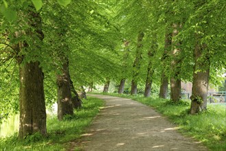 Avenue, trees, Boizenburg, Mecklenburg-Vorpommern, Germany, Europe