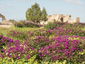 Purple flowering bushes in front of ancient ruins and green foliage under a sunny sky, Purple