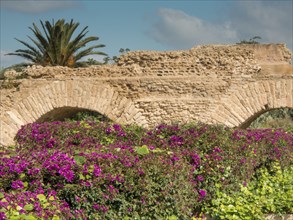 Purple flowering bushes and green plants in front of ancient ruins and palm trees under a clear