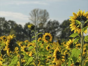 Close-up of sunflowers in a field under a blue sky with trees in the background, blooming yellow