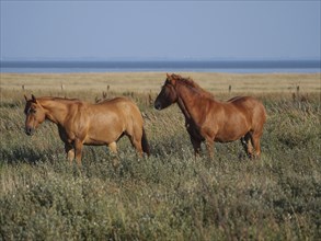 Two brown horses on a grass pasture in front of a wide open field and blue sky, horses on salt