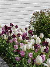 Flower bed with different coloured tulips in front of a white wall in a garden, white wooden houses