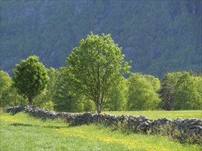 Green meadow with a stone wall and trees in front of high mountains, stone wall in flowering