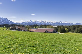 Farm at Hegratsrieder See near Fuessen, Allgaeu Alps, snow, forest, Ostallgaeu, Allgaeu, Bavaria,