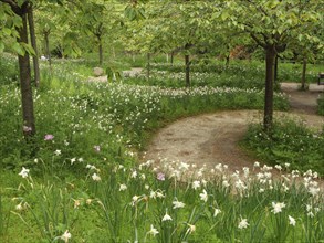 A path through a meadow with white flowers, surrounded by green nature and trees, small, winding