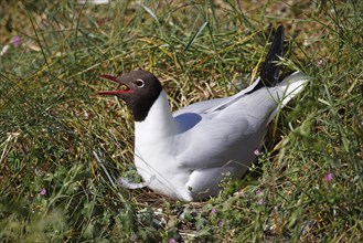 Breeding Black-headed Black-headed Gull (Larus ridibundus) also on the nest, North Sea coast,