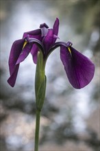 Bristle-pointed iris (Iris setosa), Emsland, Lower Saxony, Germany, Europe