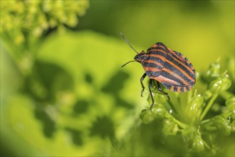 Italian striped bug (Graphosoma lineatum), Emsland, Lower Saxony, Germany, Europe