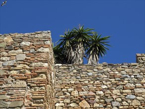 Very old stone wall with palm trees on top, clear blue sky and a flying bird, stone walls of an old