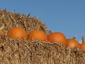 Row of pumpkins on top of a straw stack under a blue sky, many orange pumpkins at harvest time,