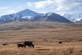 Glaciated and snow-covered mountains, yaks on the plateau in autumnal mountain landscape with