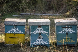 Colourfully painted beehives in a row, beekeeper, Kyrgyzstan, Asia