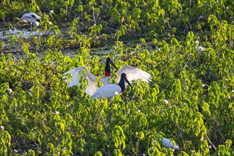 Jabiru (Jabiru mycteria) Pantanal Brazil