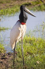 Jabiru (Jabiru mycteria) Pantanal Brazil