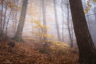 A mixed forest in autumn in the fog. A small beech tree with yellow autumn leaves between large