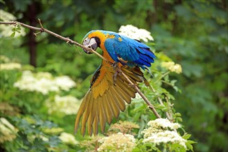 Yellow-breasted Macaw (Ararauna), Captive