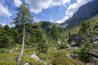 Mountain landscape with green meadows and larch forest, Obergailtal, Carnic main ridge, Carnic