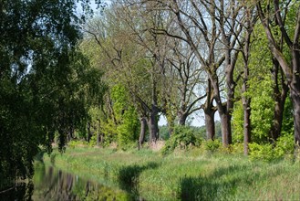 Avenue of trees by a quiet moat with lush greenery, Droemling Biosphere Reserve, Mannhausen,