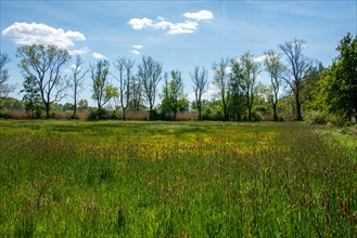 Spring landscape with field, trees and blue sky, Droemling Biosphere Reserve, Mannhausen,