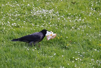 Crow with paper bag, May, Saxony, Germany, Europe