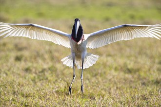 Jabiru (Jabiru mycteria) Pantanal Brazil