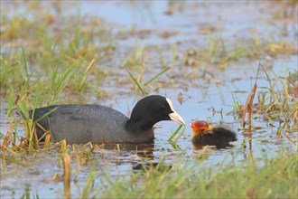 Common coot (Fulica atra), adult bird feeding a chick in a wet meadow, Ochsenmoor, spring, Lake