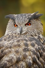Eurasian eagle-owl (Bubo bubo), portrait, captive, North Rhine-Westphalia, Germany, Europe