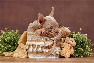 Cute New Shade Isabella Tan French Bulldog dog puppy sitting in box with boho style decoration and