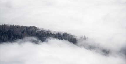 Forest in a sea of clouds, high fog in the valley, Ammergau Alps, Bavaria, Germany, Europe