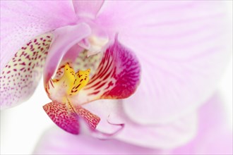 Butterfly orchid (Phalaenopsis), flower detail, houseplant, North Rhine-Westphalia, Germany, Europe