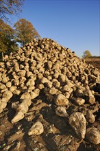 Harvested sugar beet (Beta vulgaris ssp. vulgaris var. altissima), sugar beet harvest,