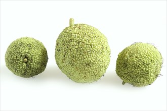 Hedge apple (Maclura pomifera), fruit on a white background