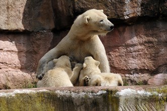 Polar bear mother suckling her two young polar bears, Ursus maritimus, Nuremberg Zoo, Am Tiergarten