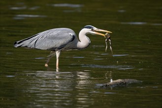 A grey heron (Ardea cinerea) stands in shallow water and holds a frog in its beak, Hesse, Germany,