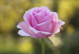 Pink-coloured rose (Rosa), blossom, close-up, Stuttgart Baden-Wuerttemberg, Germany, Europe