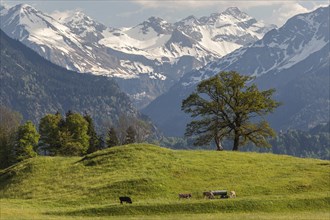 Group of trees with cattle in spring, snow-covered mountains of the Allgaeu Alps in the background,