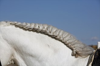 Andalusian, Andalusian horse, braided mane, mane comb