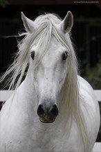 Andalusian, Andalusian horse, Antequerra, Andalusia, Spain, Portrait, Europe