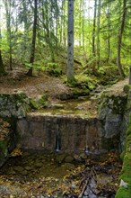 On the Timberland Trail, Obernaugraben, Bad Kohlgrub, Pfaffenwinkel, Upper Bavaria, Bavaria,